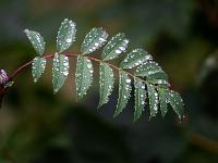 Zweireihiger Blattstengel mit Regentropfen